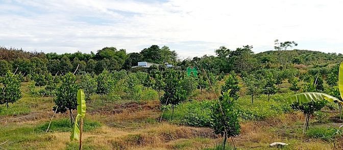 Bán Vườn Mít Ruột Đỏ 6628M, Xã Tây Hòa, Huyện Trảng Bom