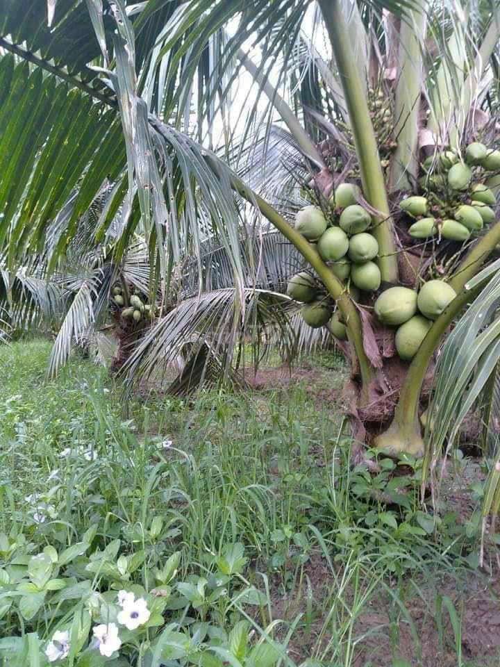 Đất Vườn Dừa Xiêm Xanh Hẻm Xe Hơi Giá Siêu Rẻ Giồng Trôm