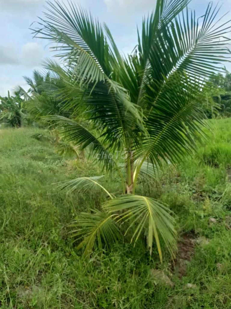 Bán Đất Dừa Xiêm Tại Mỹ Thạnh, Ba Tri
