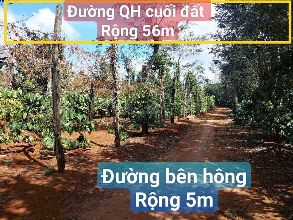 Bán Vườn Sầu Riêng Mắk Ka Cafe Tiêu P. Đoàn Kết Tx Buôn Hồ. 1.26Ha