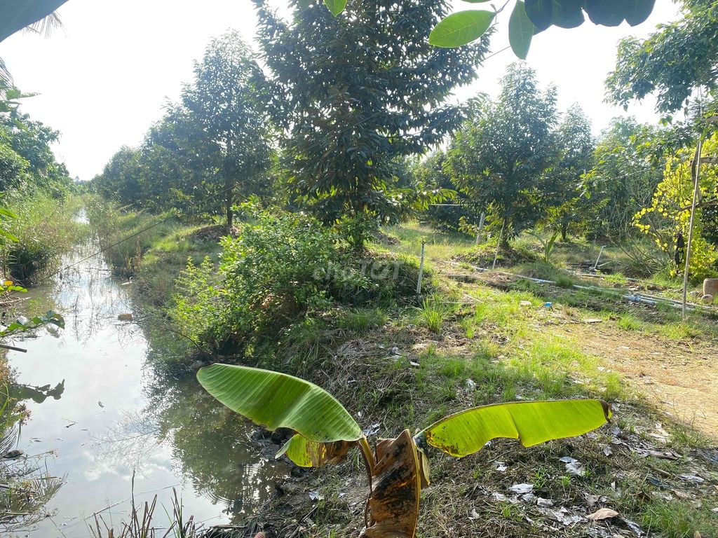Bán 8000Mv Đất Vườn Sầu Riêng Monthon 160 Gốc, Qua Năm Làm Bông Khoảng