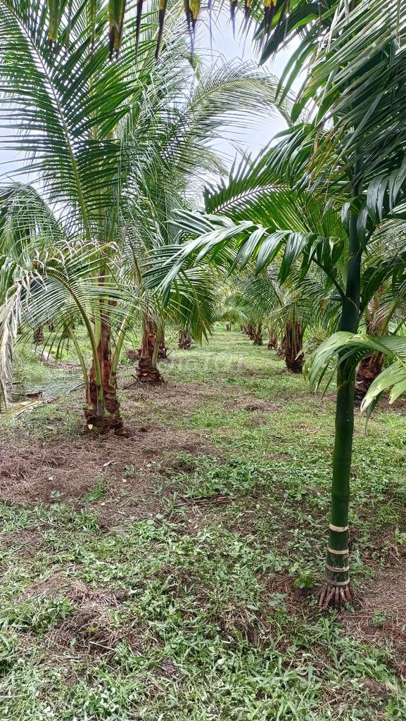 Bán Đất Vườn Dừa