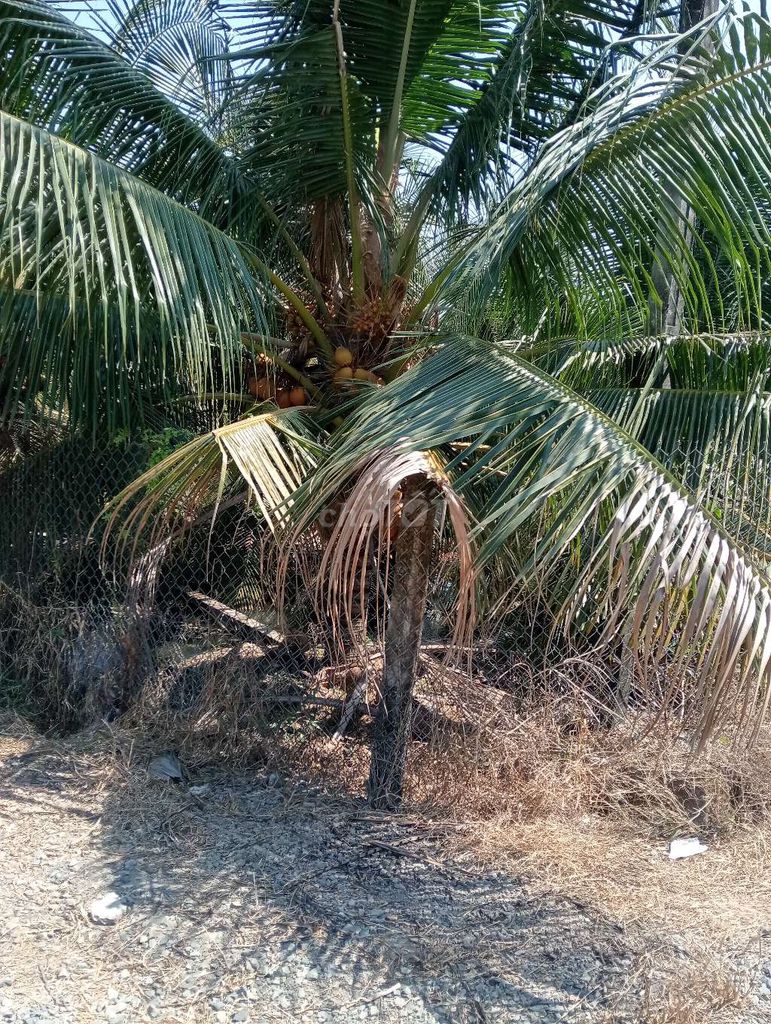Vườn Dừa Đang Cho Trái