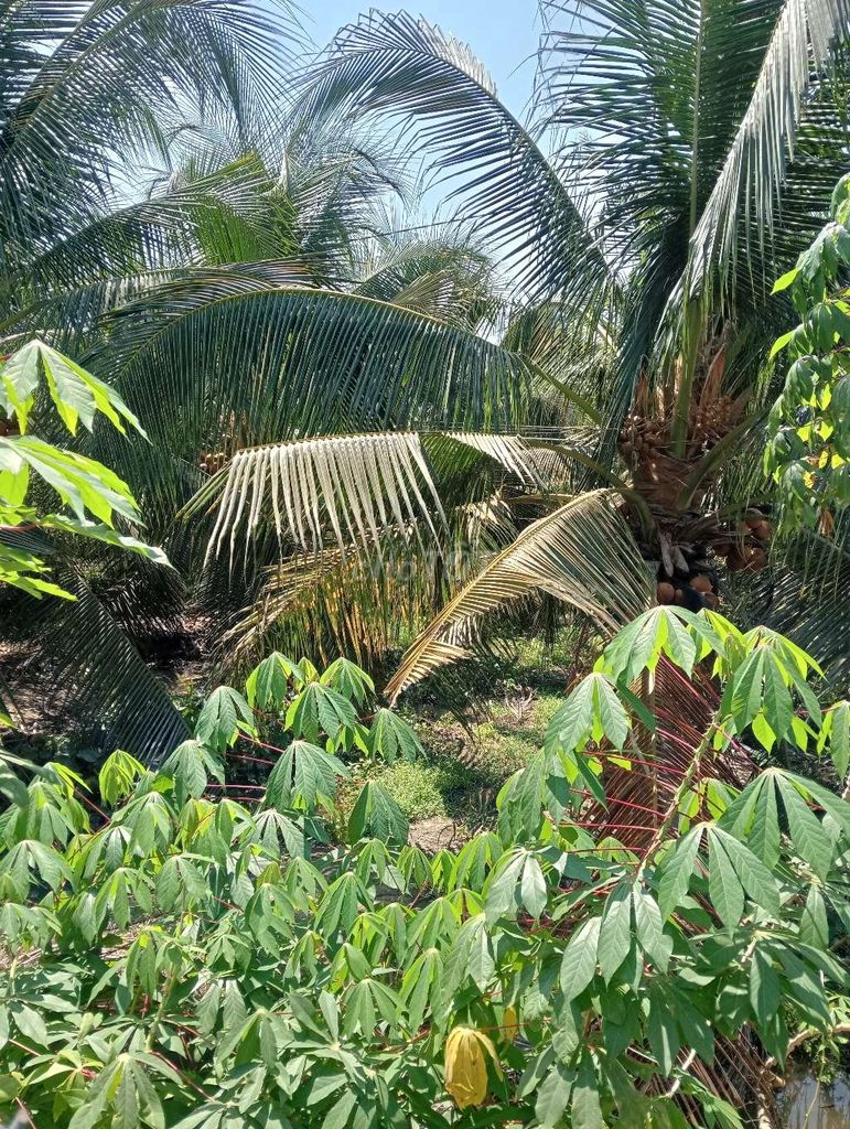 Vườn Dừa Đang Cho Trái