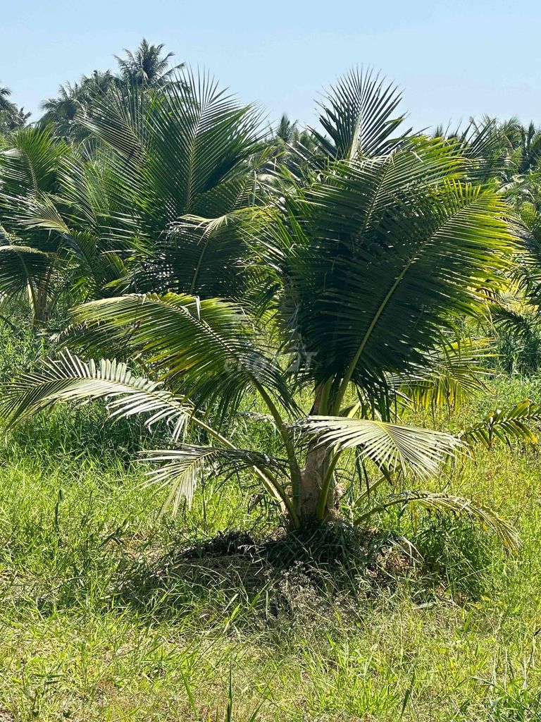 Đất Vườn Dừa Mỹ Chánh, Ba Tri