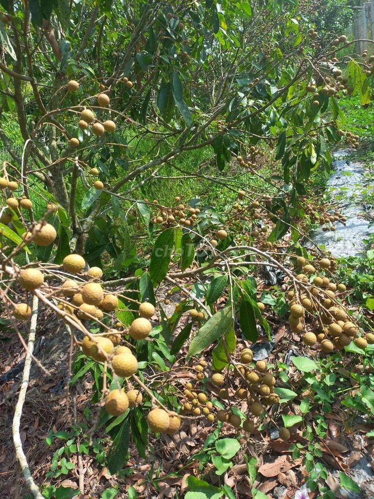 Chính Chủ Cho Thuê Đất, Nhà Vừa Ở Vừa Làm Vườn Tại Phường An Bình