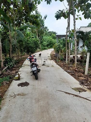 Bán 11153M2 Đất Phú Lộc, Huyện Tân Phú Giá Ngộp, Có Vườn Cam