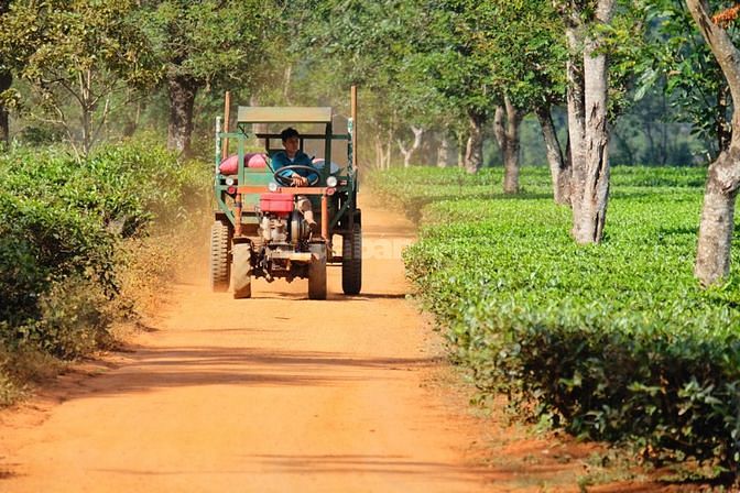 Bán Đất Vườn 74.000 (7,4Ha) Đang Trồng Cây Ăn Trái Giá Rẻ 2.1 Tỷ