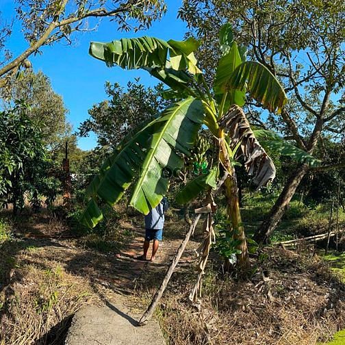 Bán 22 Công Cây Ăn Trái Gần Cầu Cái Chanh, Huyện Châu Thành, Hậu Giang