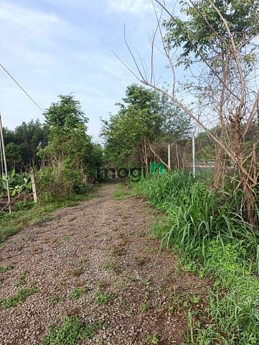 Bán Vườn Sầu Riêng 2785M, Xã Hưng Lộc, Huyện Thống Nhất