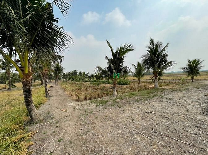 Vườn Dừa Xã Phú Đông Mặt Tiền Đường Dự Kiến. Phù Hợp Cho Khách Đầu Tư