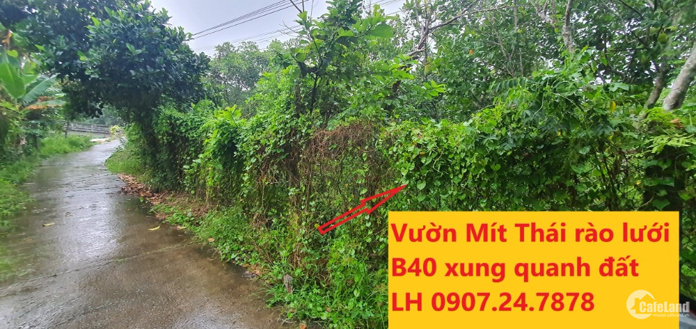 Bán Đất Vườn Mít Thái, Phường Tân Ngãi, Vĩnh Long
