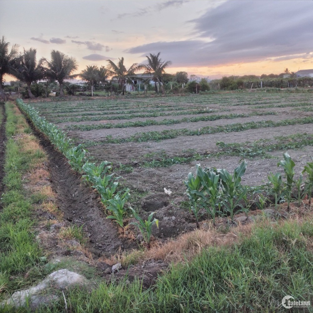 Đất Nông Nghiệp Chính Chủ Phía Sau Chợ Nông Sản - Tấn Tài Phan Rang