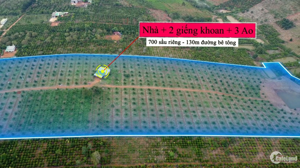 Bán Đất Vườn Sầu Riêng Đăknông, 5Ha 130M Mặt Đường Bê Tông, Qh Thổ Cư, Giá 7,2 T