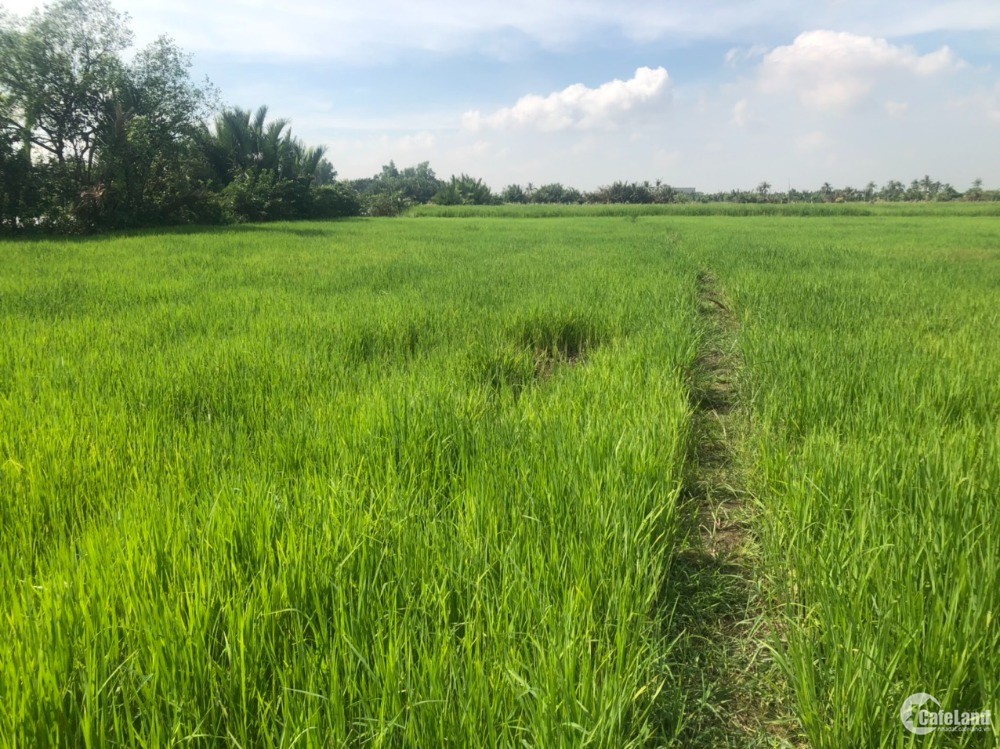 Cần Bán Đất Xã Phú Hữu , Nhơn Trạch , Đồng Nai