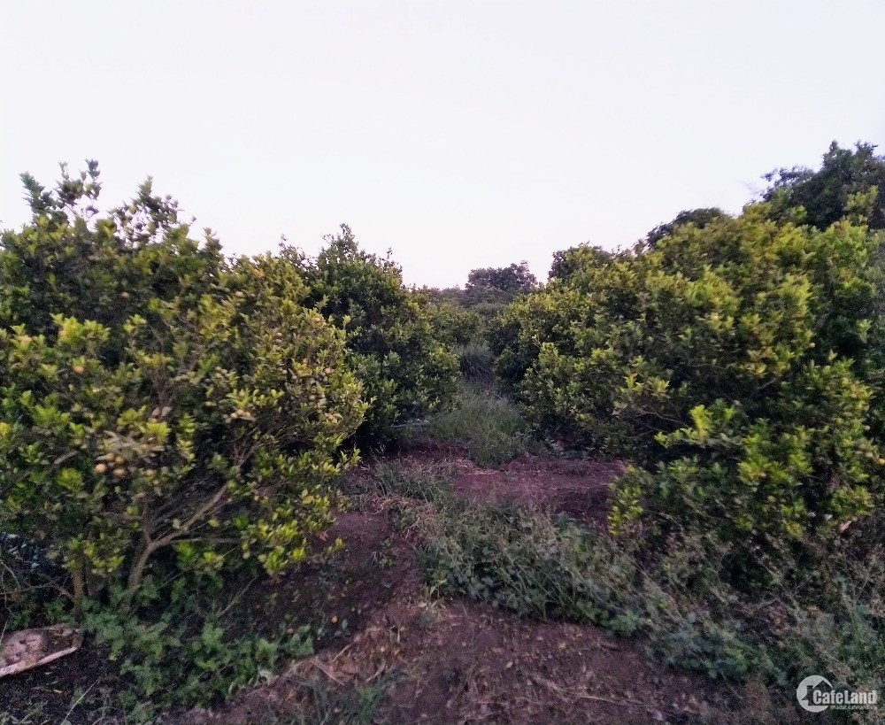 2 Mẫu Đất Vườn Cây Ăn Trái Phủ Hồng, Có Thổ Cư Tại Huyện Đất Đỏ Cần Bán