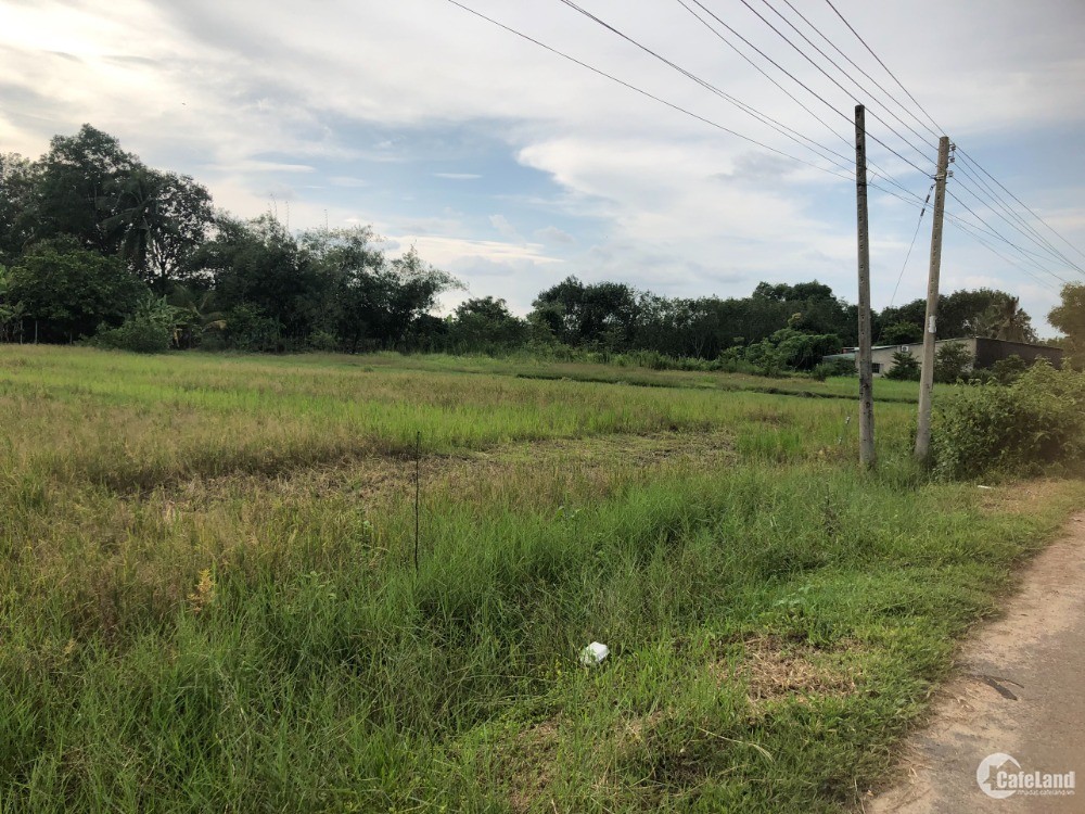 Bán Gấp 2 Công Đất Lúa Tại Thanh Phước, Gò Dầu, Tây Ninh