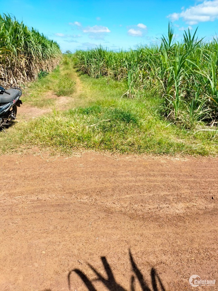 Bán Lô Đất Nông Nghiệp 2 Mặt Tiền Đường Hiện Hữu.chỉ 39 Triêu/Sào.