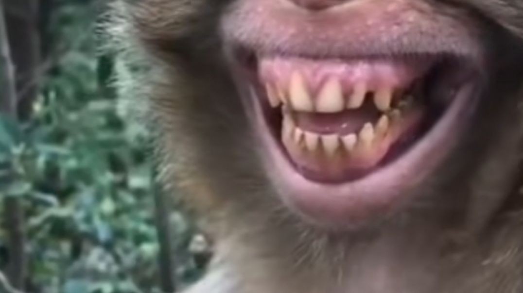 ⁣Funny Monkey 🐒💥🤣