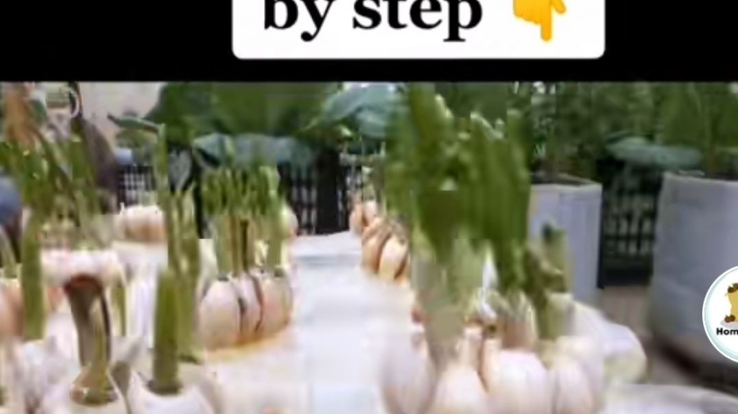 ⁣How To Grow Gralic Step by Step