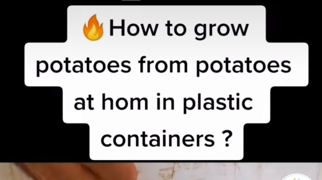 ⁣How to Grow Potatoes