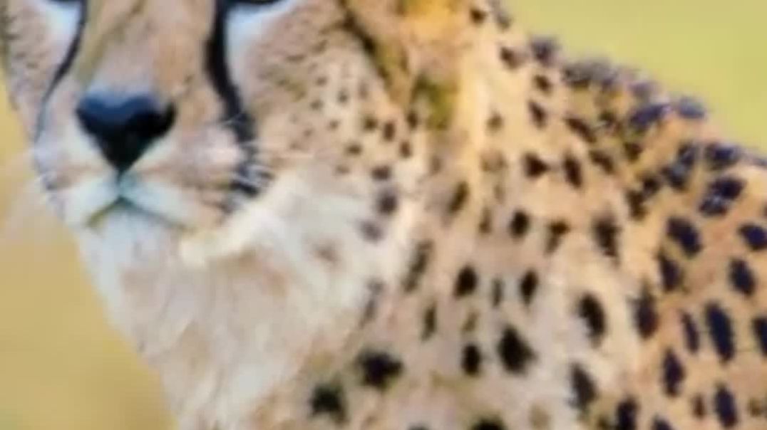 Cheetah சிறுத்தை
