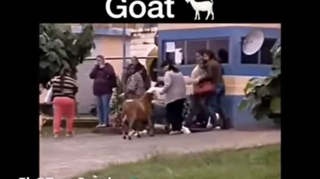 ⁣Guyanese Goat Bite Meh