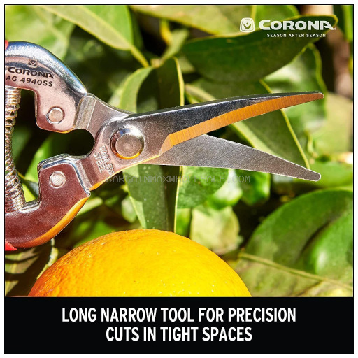 CURVED CORONA BLACK GRAPE 12 CT