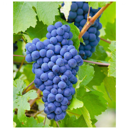 CURVED W/BLUE GRAPE 12 CT