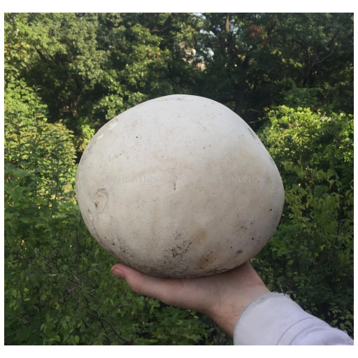 AB25 3 PC CLEAR MUSHROOM/BALL BIG - Image 1