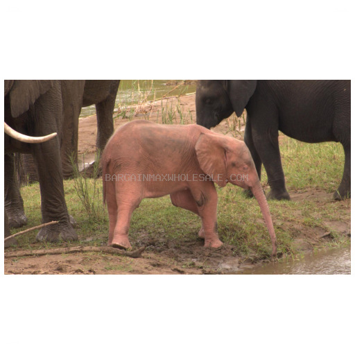 SMALL FISH/ELEPHANT PINK