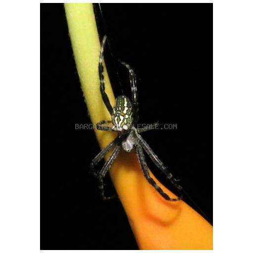 DOME PERK W/SPIDER DES