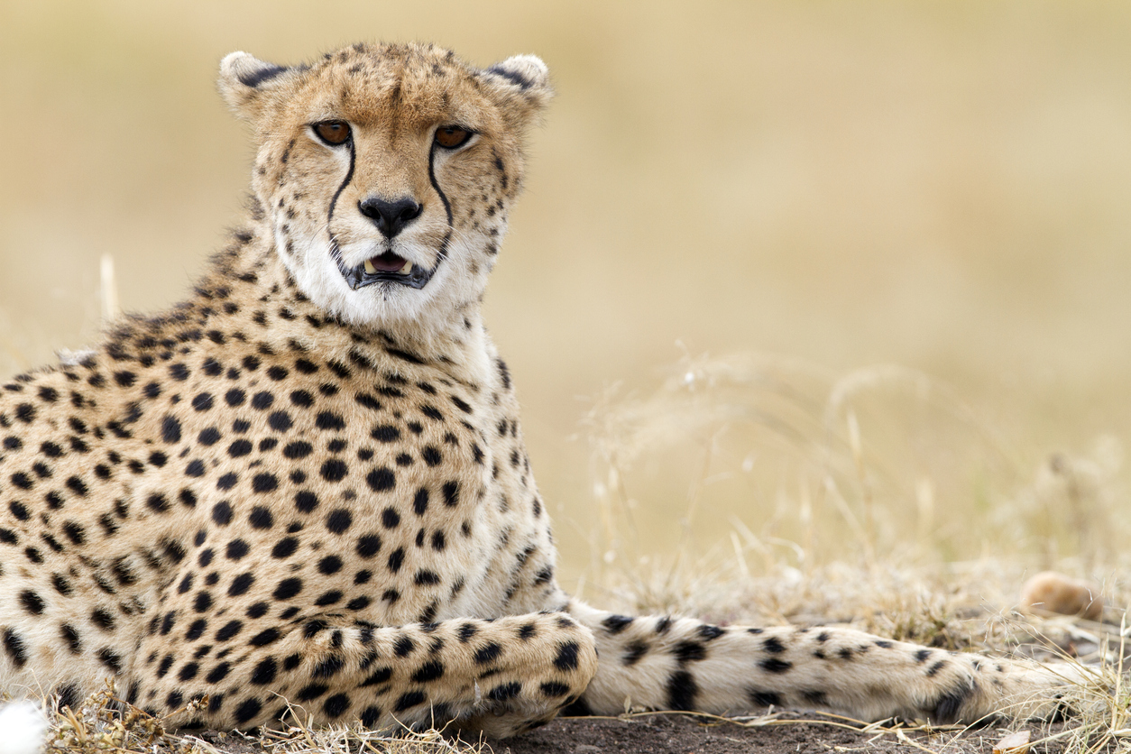 Are cheetahs aggressive? Find out everything about them Padeye