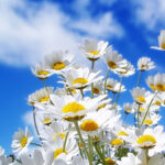 spring-allergy-3 primavera-alergia