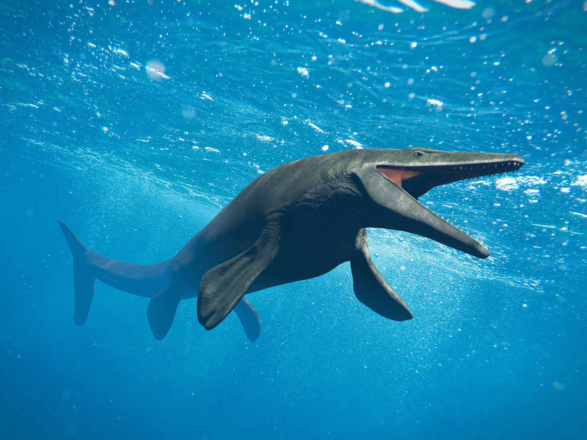 Mosasaurus the ocean predator of the age of dinosaurs Padeye