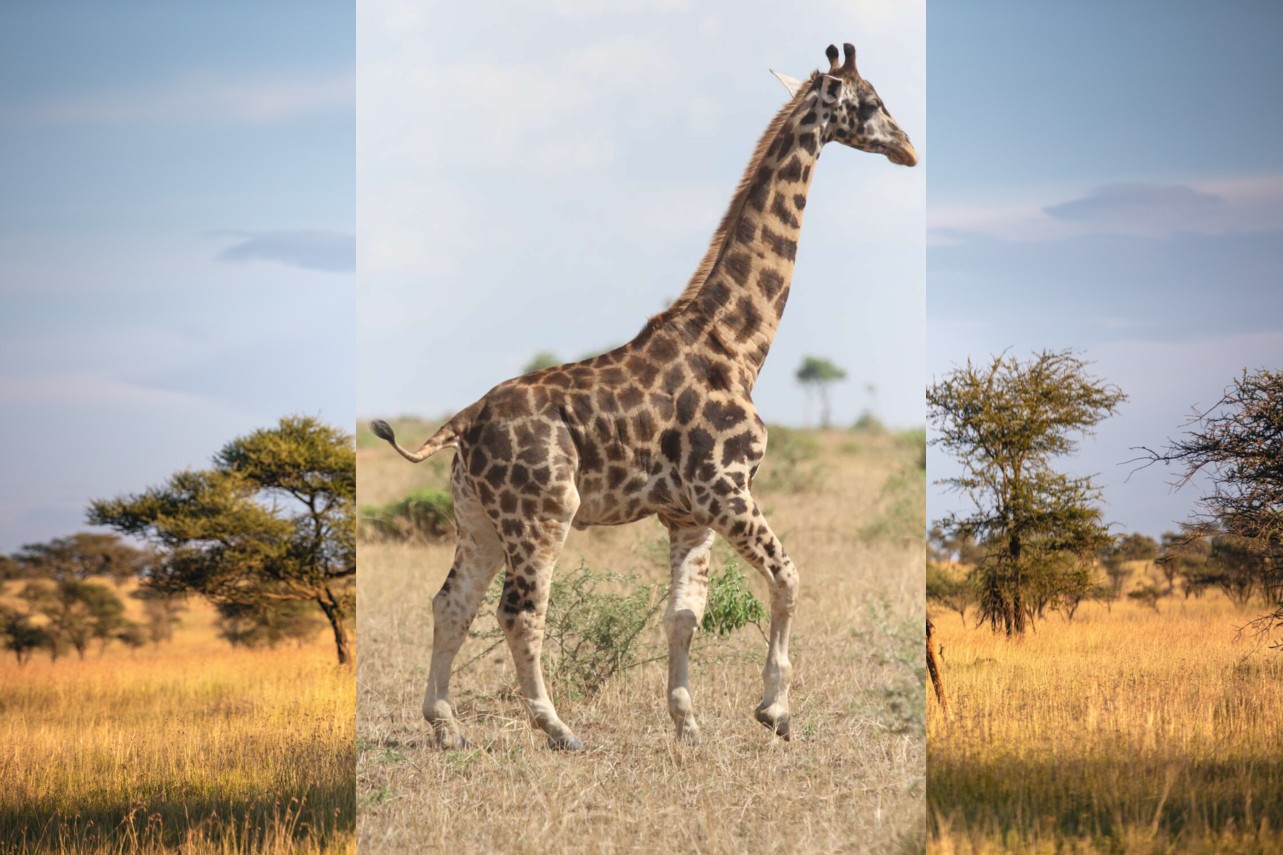 This is the smallest giraffe in the world - Padeye