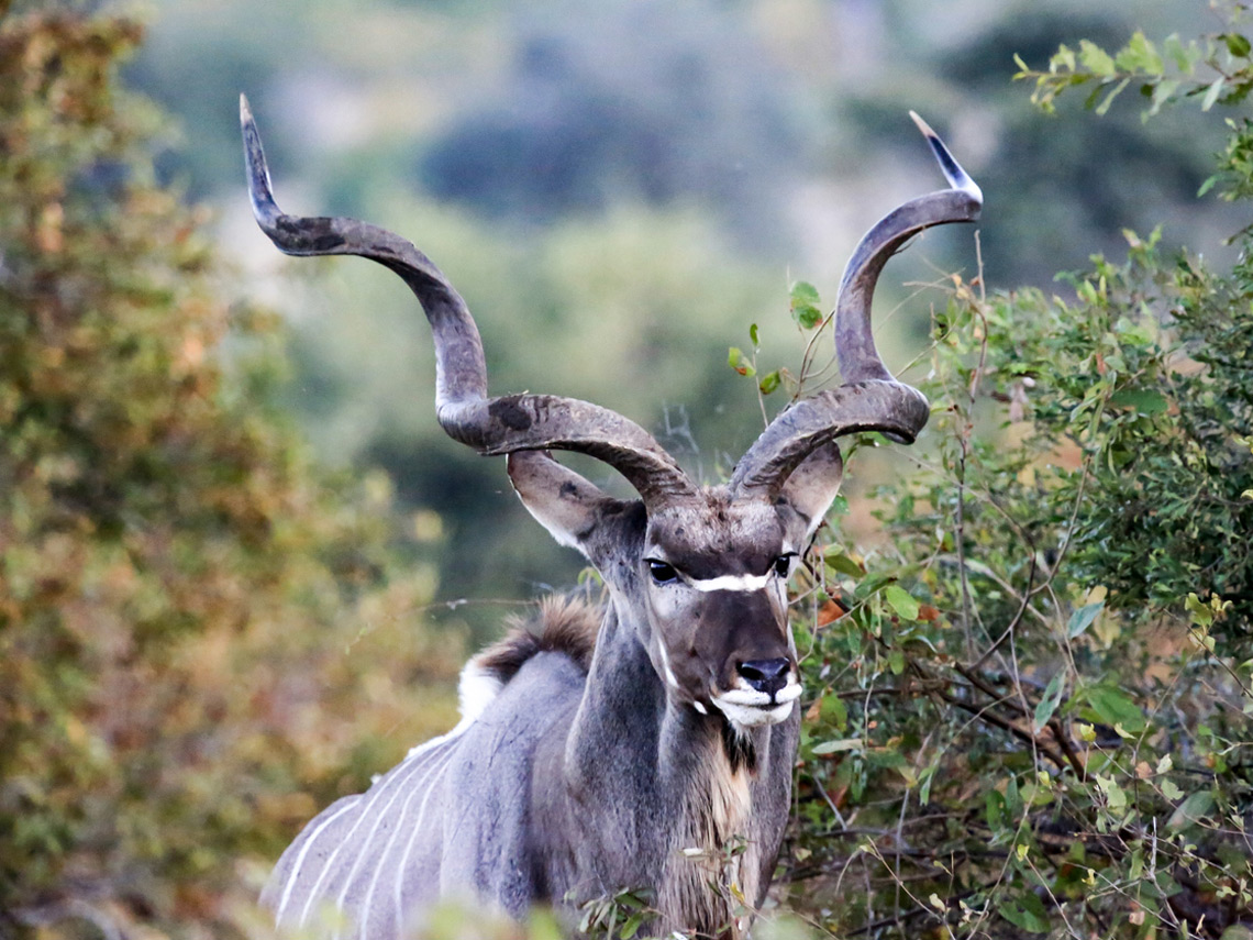 The great kudú is the sexiest animal, according to the Internet - Padeye