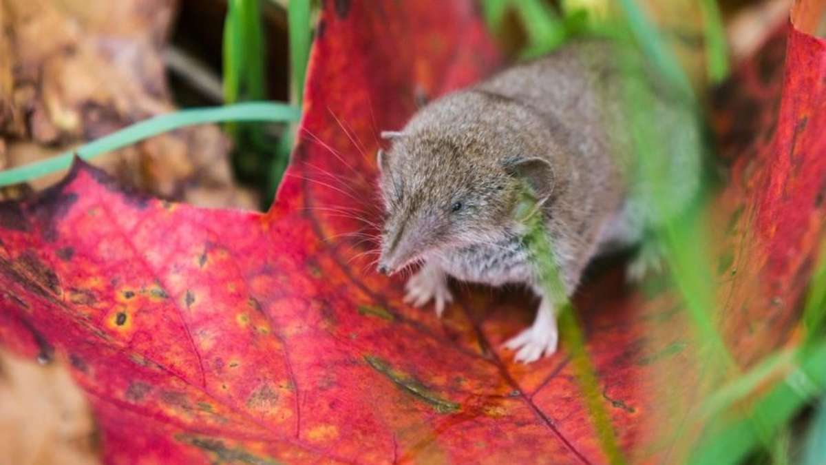 These Are The 11 Most Poisonous Animals In Germany And Hardly Anyone