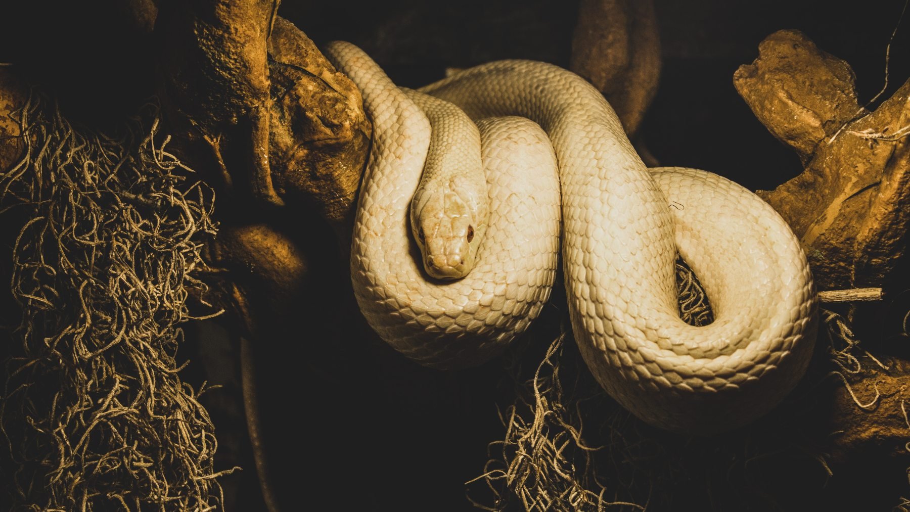 Boas and pythons, what are the differences between these snakes? Padeye