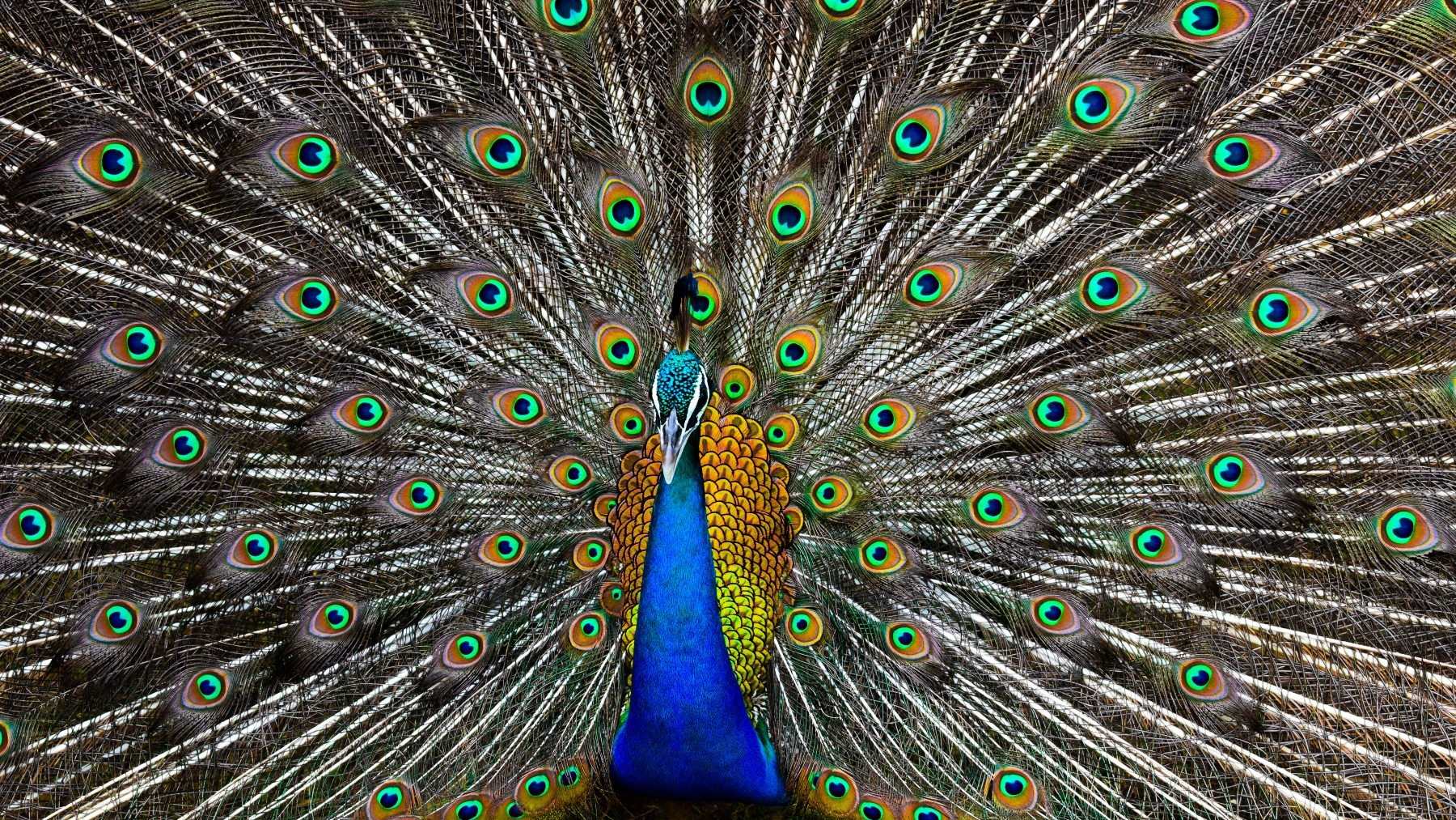 What is the spiritual meaning of peacock feathers Padeye