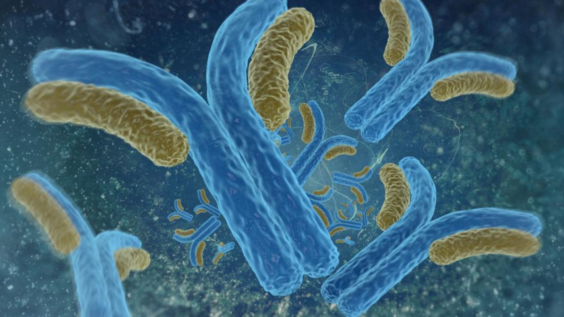 Antibodies what are they, types and how do they work Padeye