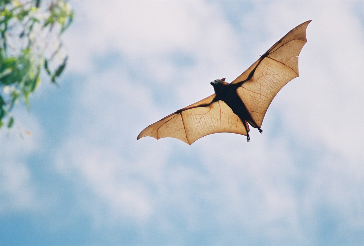 Are bats in danger of extinction? Padeye