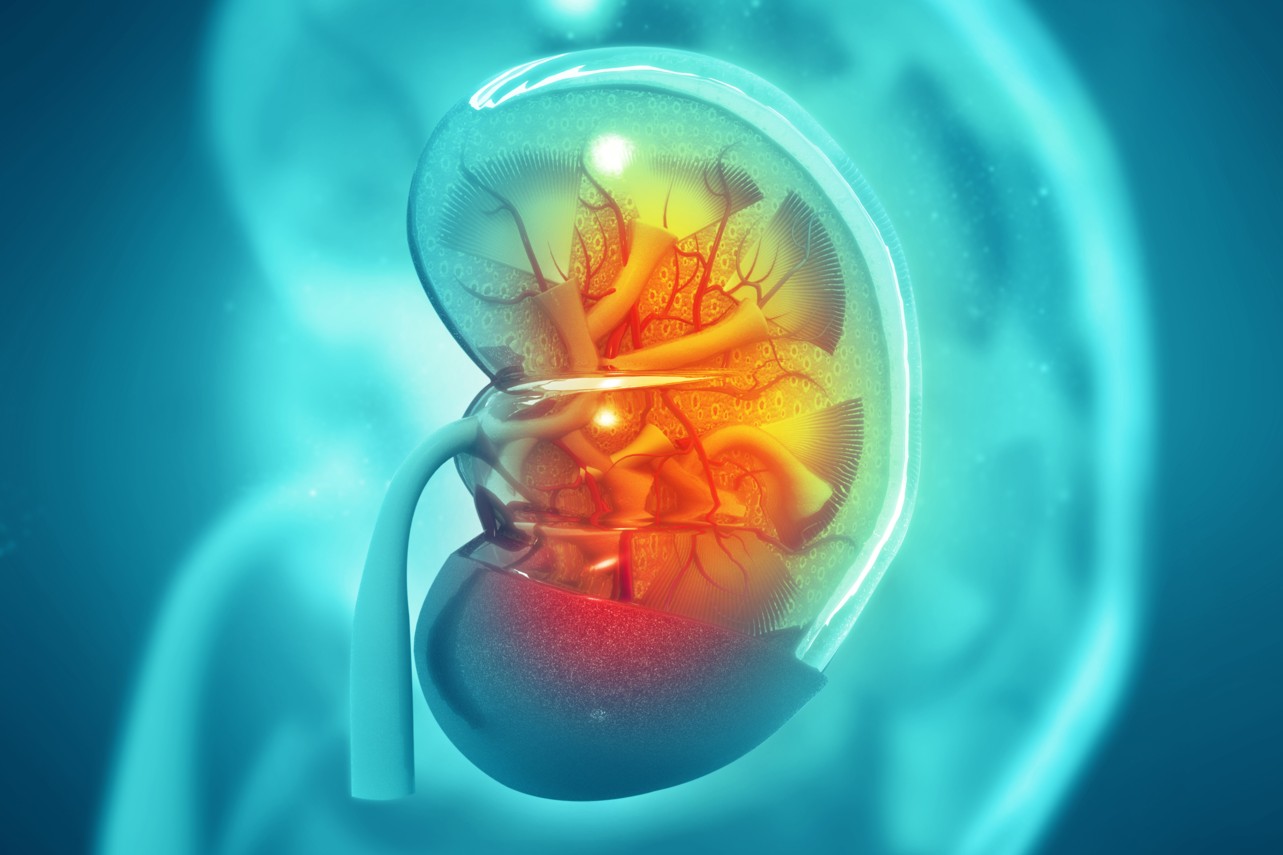 Pig kidney transplanted into braindead woman Padeye