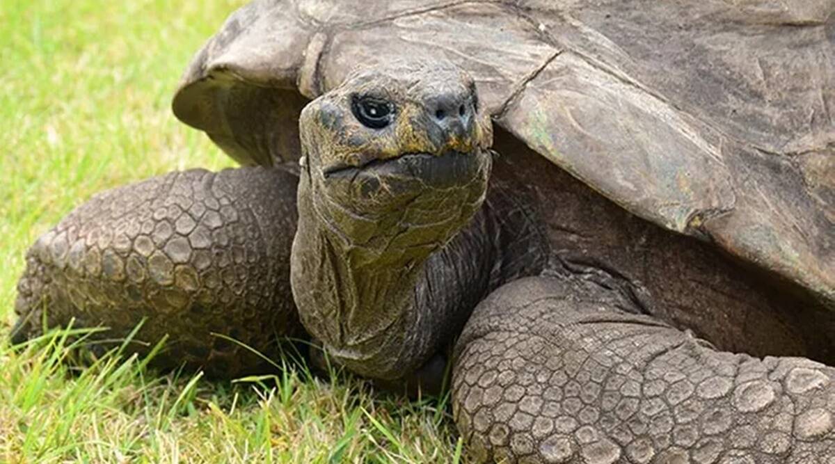 This is the oldest giant tortoise in the world - Padeye