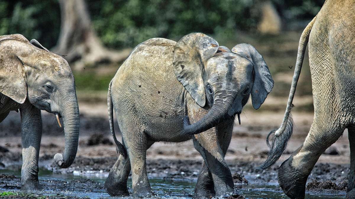 Red List of Threatened Species African Forest Elephant threatened with