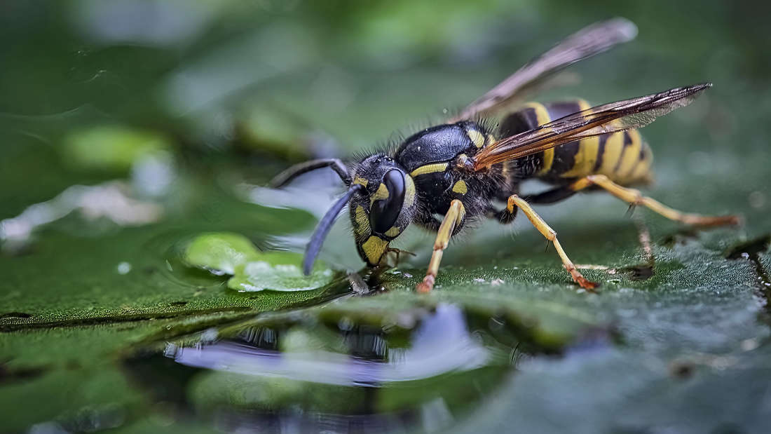 29398366-a-wasp-on-a-leaf-2oie92rwsrfe Eine Wespe auf einem Blatt.
