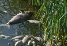 29647749-dead-fish-31fe-1 Tote Fische