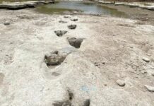 Dinosaurierspuren in einem ausgetrocknetem Flussbett in Texas
