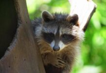 29680893-his-natural-enemy-is-at-most-the-wolf-imago-images-2qgxweznhafe-1 Sein natürlicher Feind ist höchstens der Wolf. Imago Images
