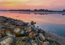 Die Nahaufnahme zeigt tote Muscheln und Wasserschnecken am Ufer des Flusses bei Sonnenaufgang.